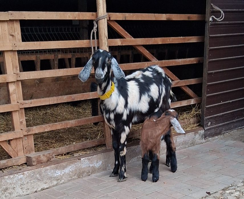 Vând capra Anglo Nubiană