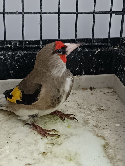 Продается шегол .