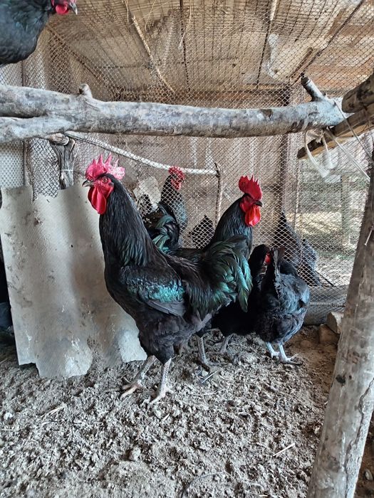 Кора Шахзода  тухумлари