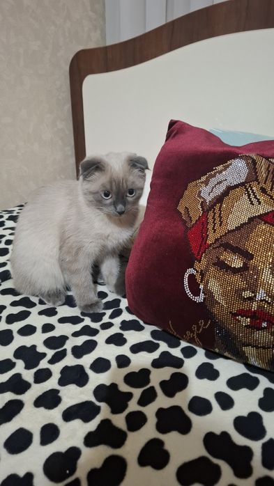 Продам сиамскую вислоушку