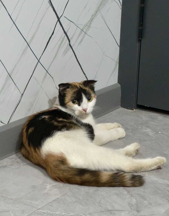 Вислоухая кошка бесплатно