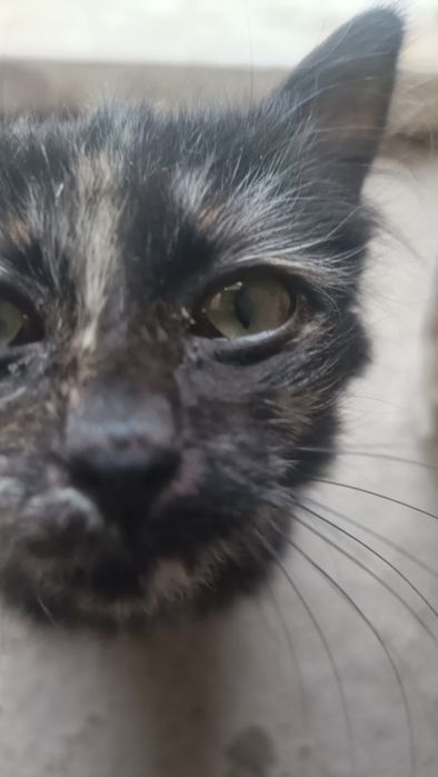 Продается котенок
