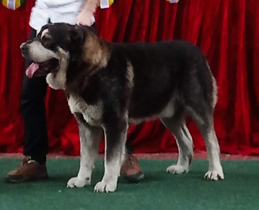 Продам щенков азиатов