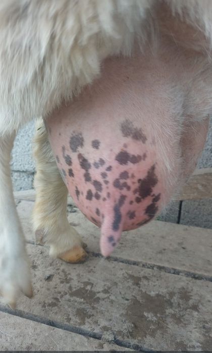 Занен орыс ешкі (Қызыләскер аулы)