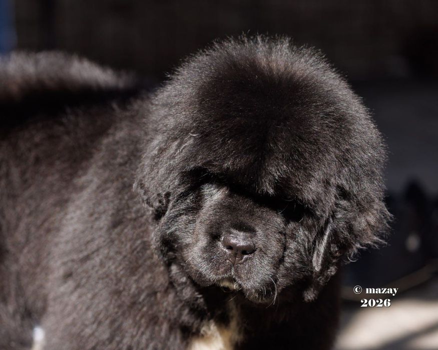 Продаю щенка Ньюфаундленда