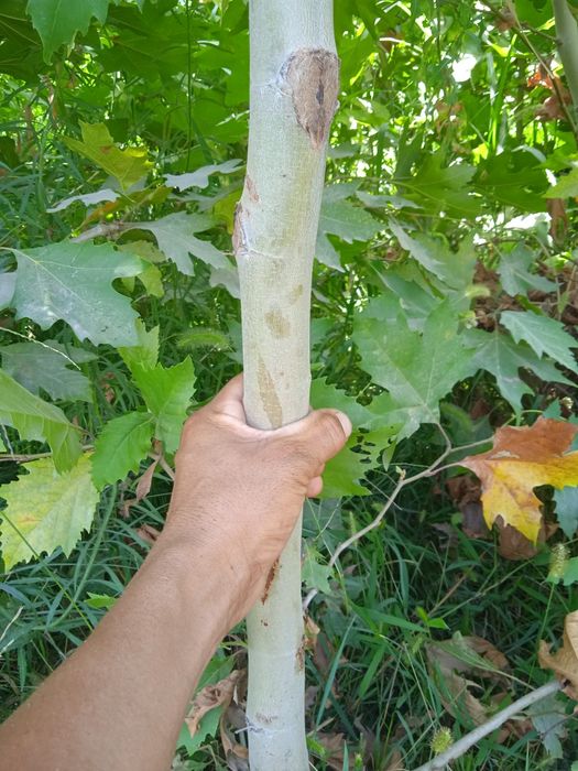 Чинор кучатлари.