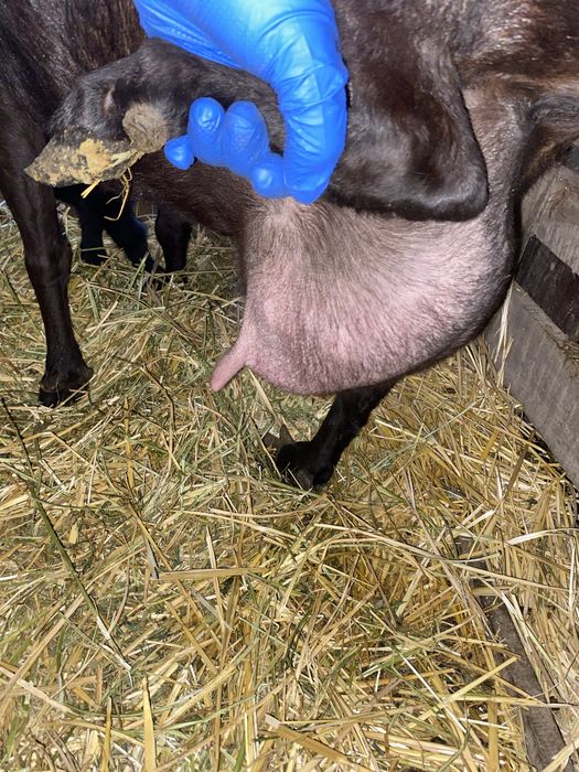 Capre Murciano originale