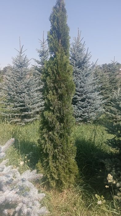 Ели, голубые ели, можжевельник, туя