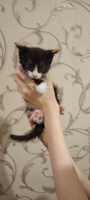 Котята бесплатно
