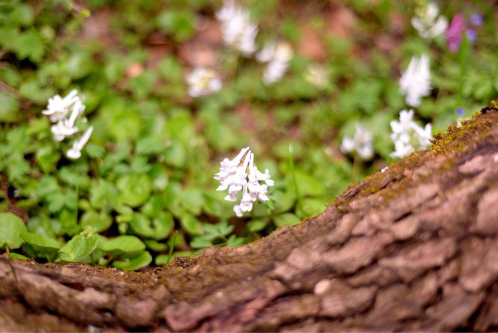 Fotograf evenimente/portrete