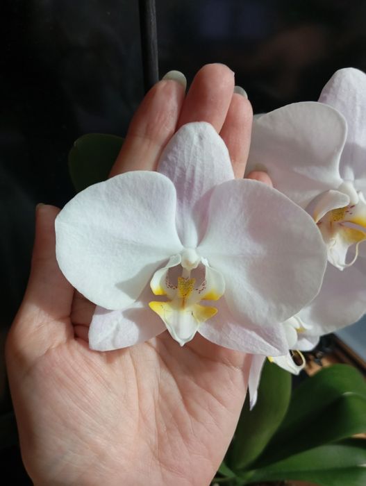 Орхидея фаленопсис.