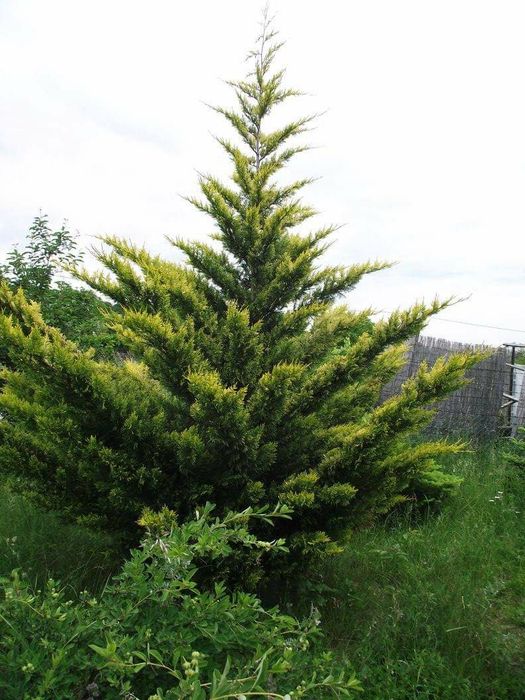 Leylandii Gold Rider / Leylandii Auriu