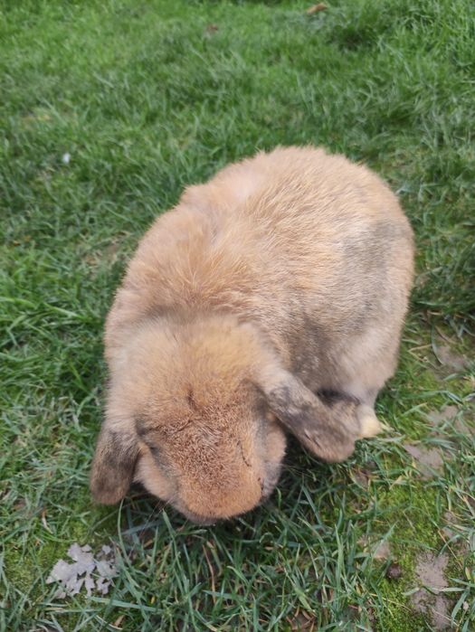 Кролики карлики породы "баран" по 350 тыс.