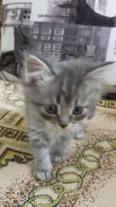 Продам семерых котят