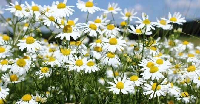 Продам дачные сборы для чая