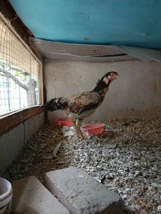 Dakan tovuq zoti kares