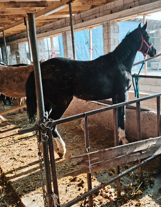 Полтарашка тай таза кан