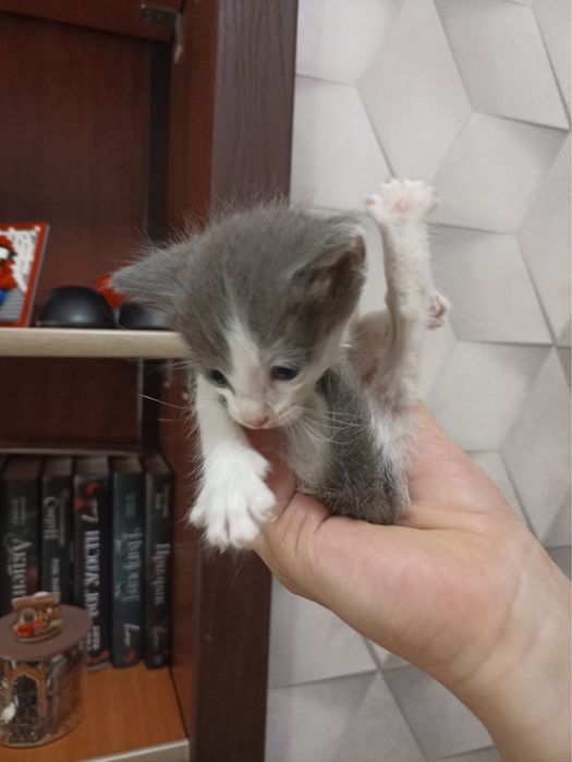 Отдам даром котят