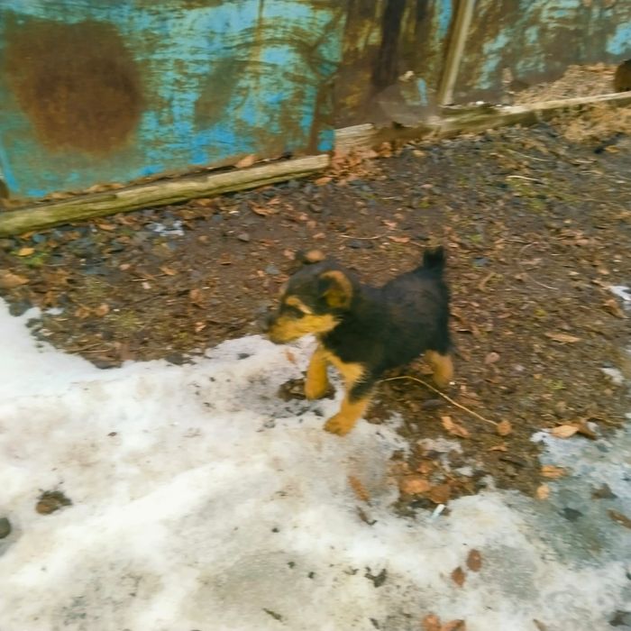 Продоется ягтерьер сучка