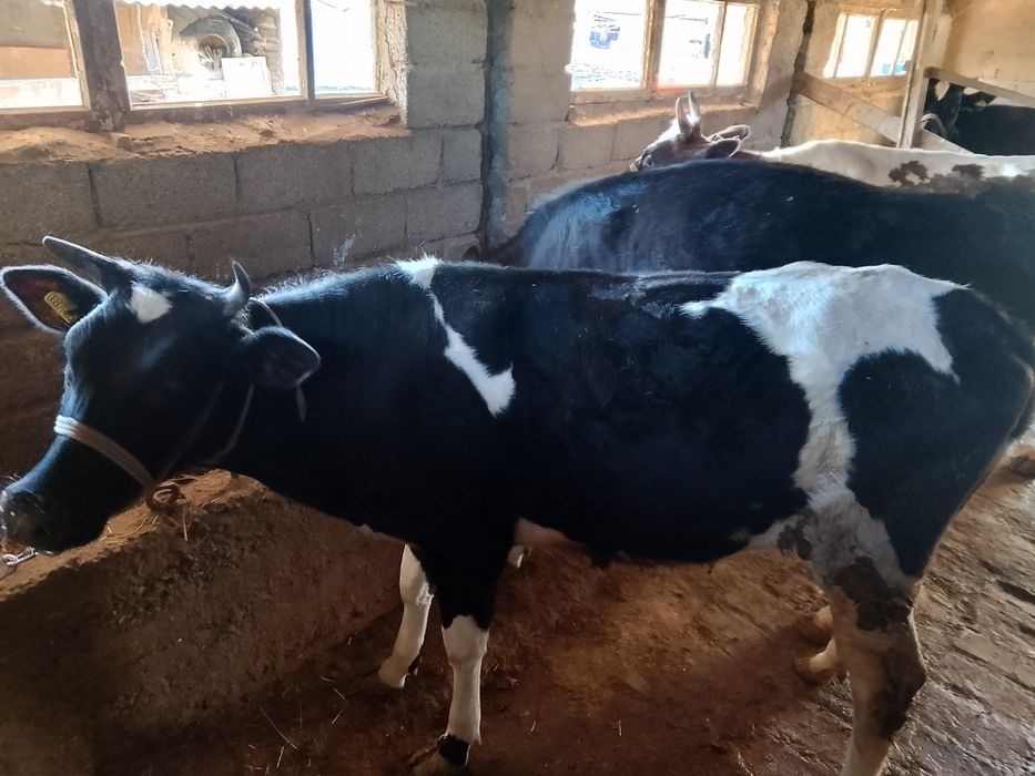 Семыз кысыр кашарлар сатылады