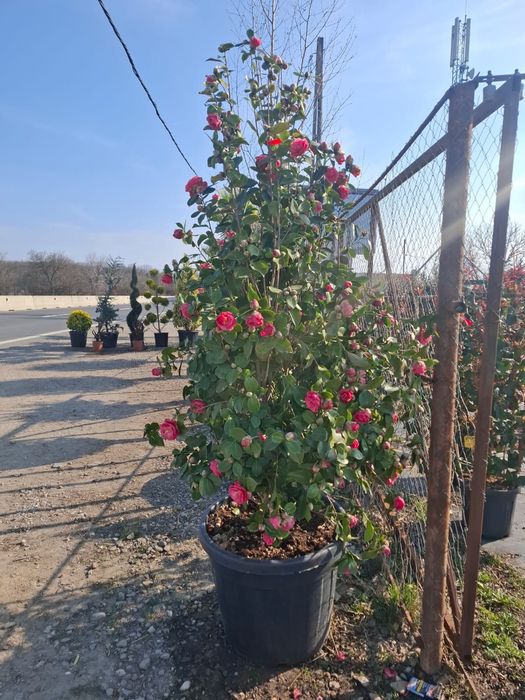 Vând plante  ornamentale