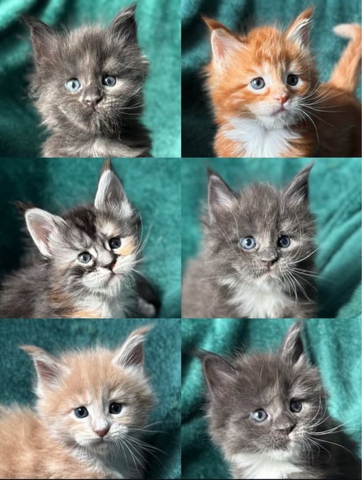 Котята Мейн Куны