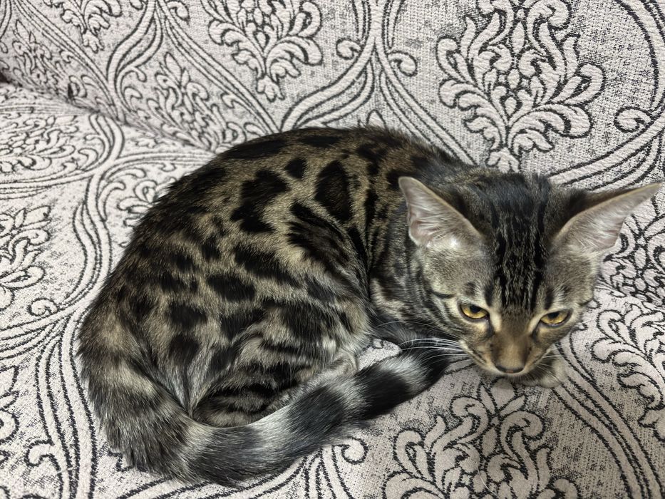 Беньгальская кошка