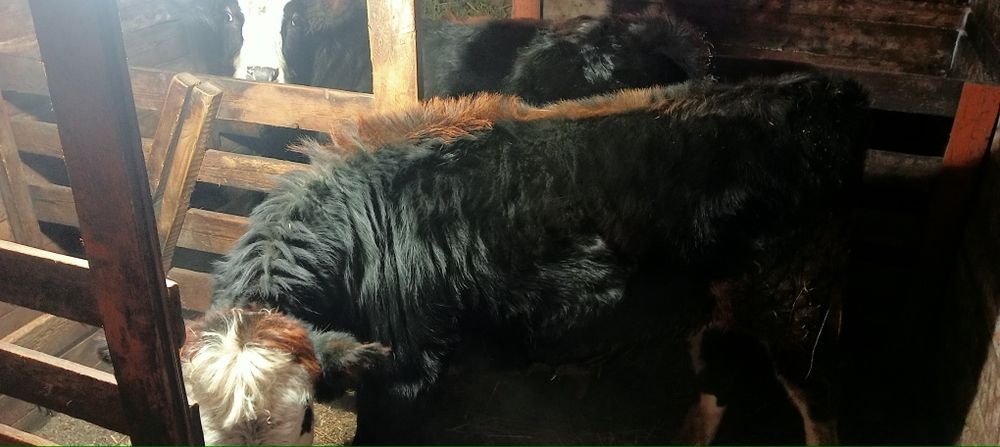 Продам телят можно на мясо