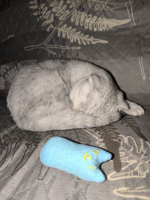 Продаю Кота в Добрые руки .