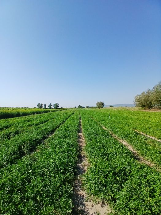 Vand leustean si patranjel la Kg sau legaturi