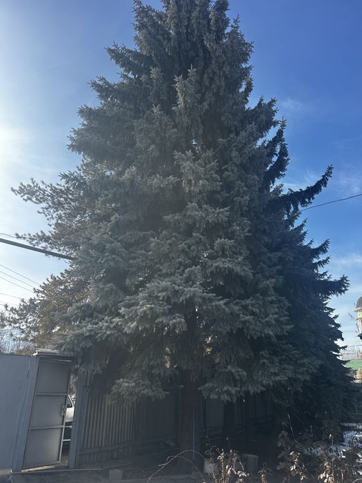 Отдам бесплатно Голубую ель