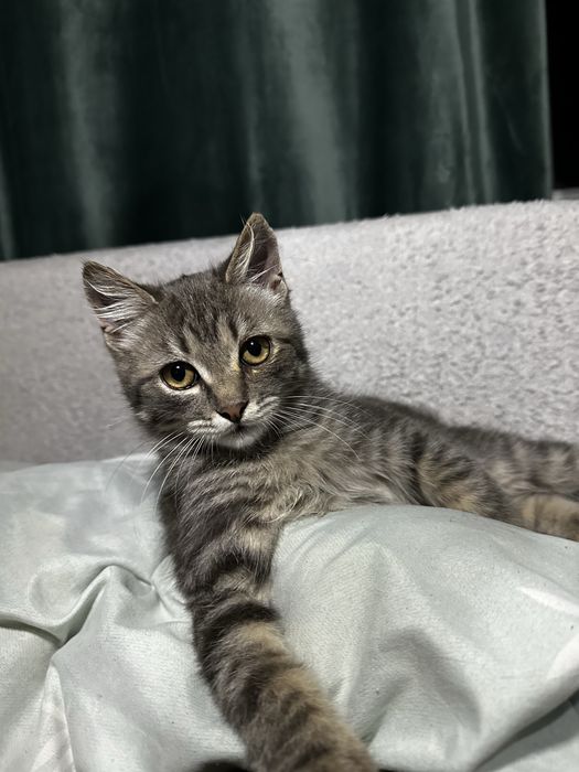 Отдам котёнка в добрые руки