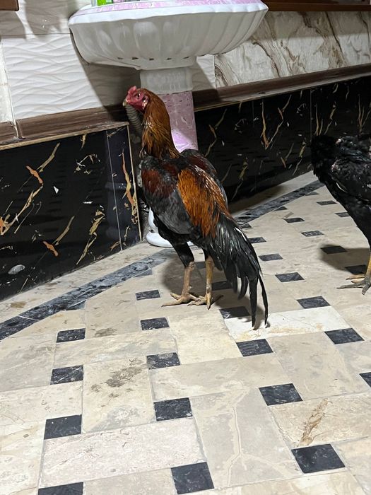 Xoʻroz sotiladi iyunniki 350ming