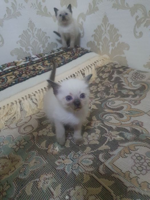 Сиамские котятки