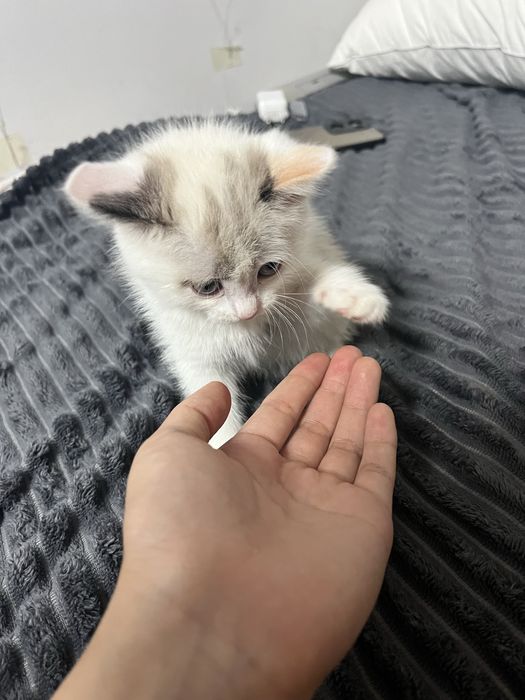 Очаровательная котенок 2 месяцев- девочка ищет дом