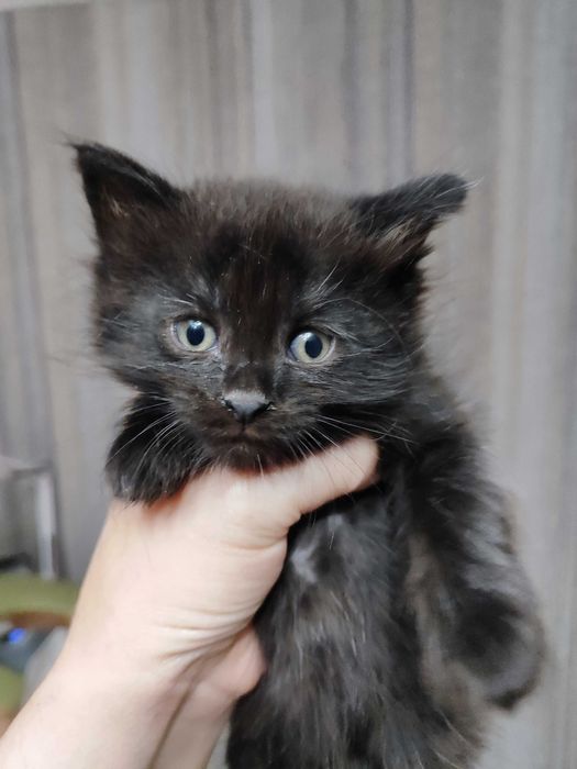 Отдам котика 1.5 мес