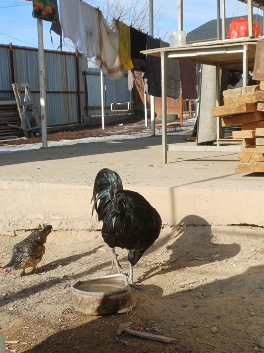 Аям цемани кур и петух