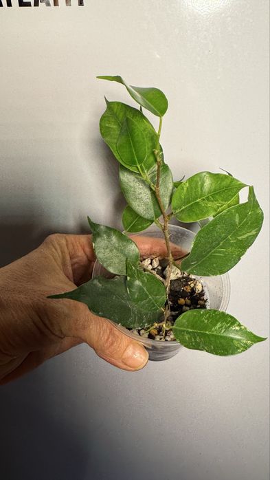 Фикус Бенджамина  Ирэн, Нина, Эльдорадо, Мутабилис