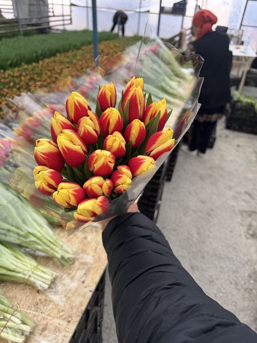 Тюльпаны качество высшее