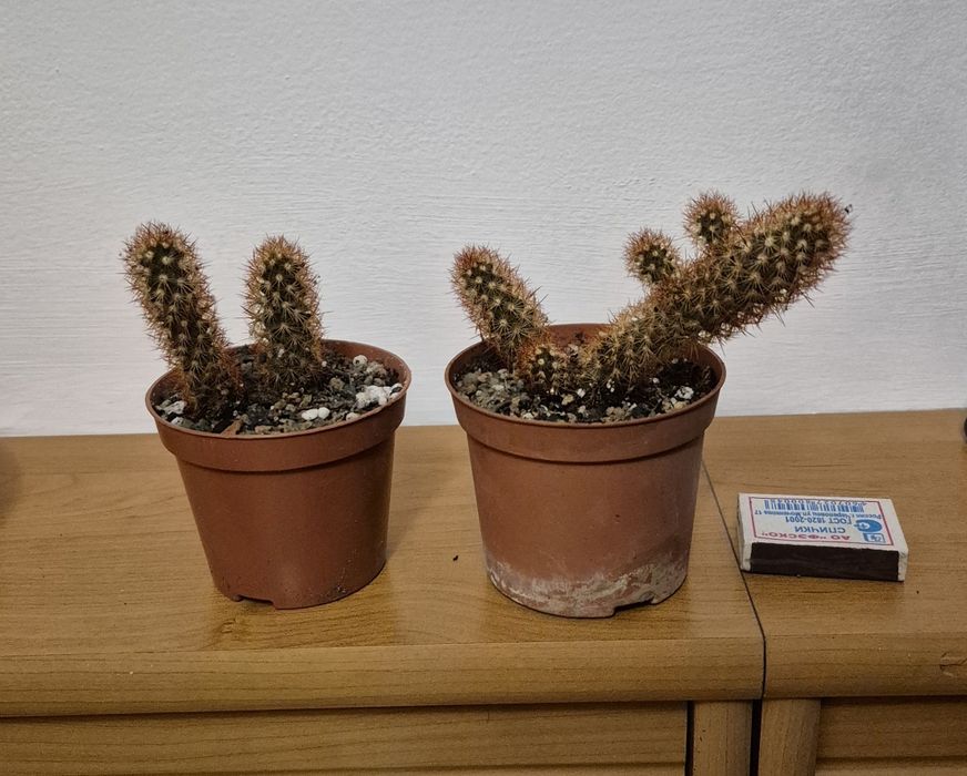 Кактус ампельный