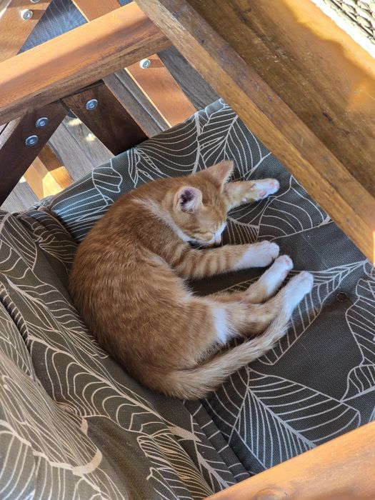 Adoptie pui pisica - Banesti, Prahova