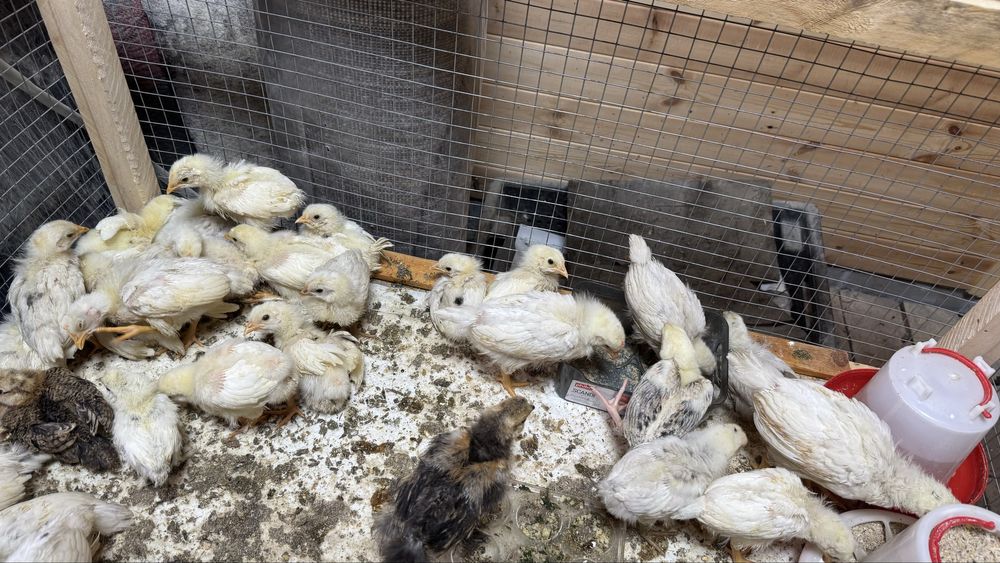 Цыплята 2 недели