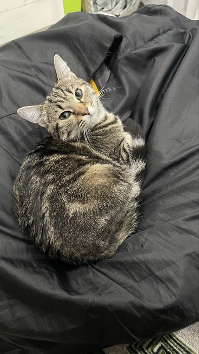 Кошечка бесплатно