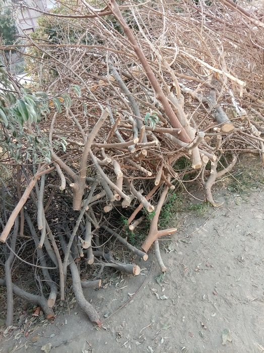 Utinlar sotiladi. Tut daraxt va archa