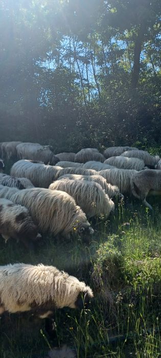 Vând oi cu miei și berbeci.