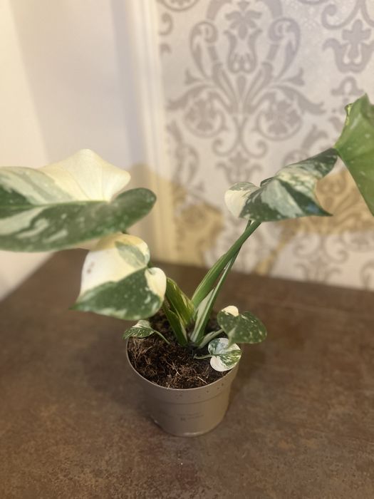 Monstera Thai Constellation 44 cm