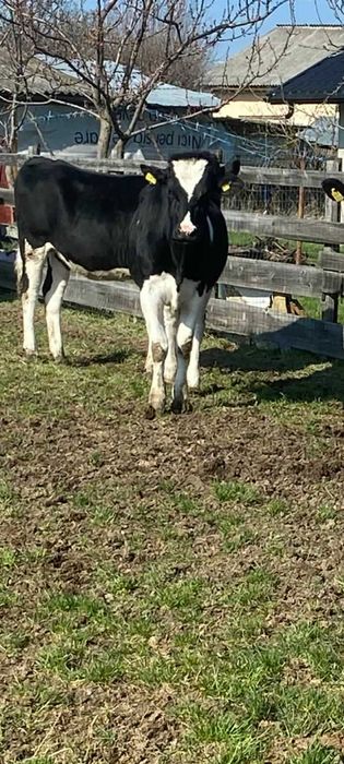 Vindem junele holstein