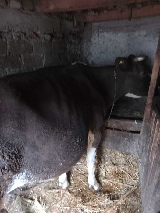 Vand vaca cu vitel in burta