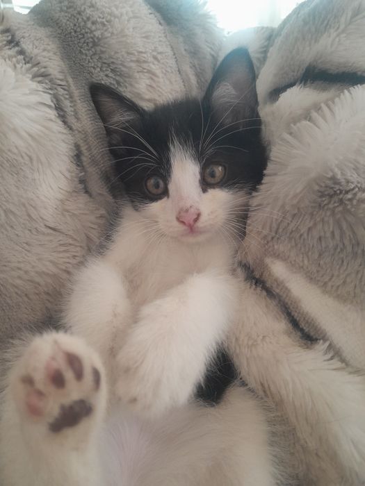 Одам. Катенка хороший руки