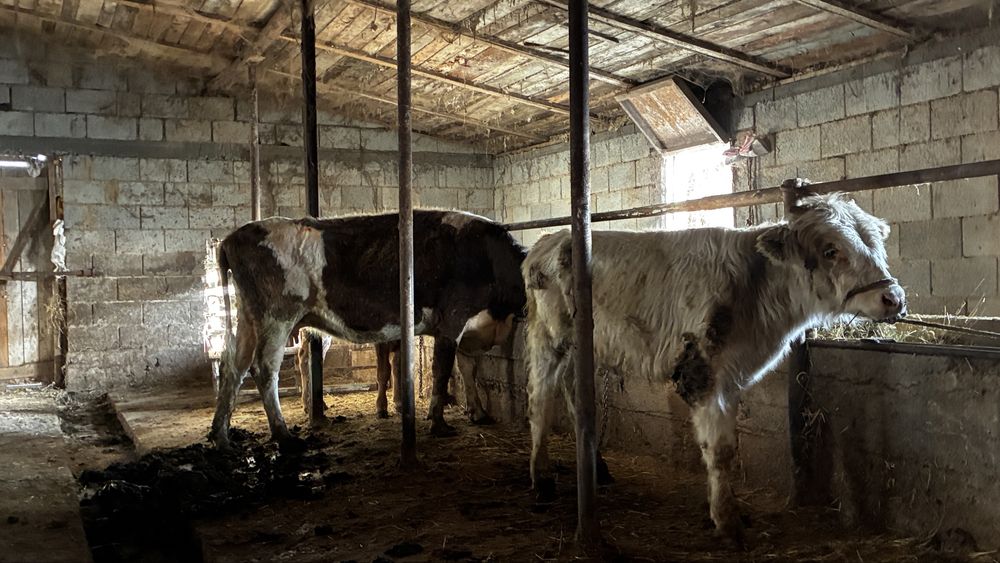 Сиыр еркек бұзауымен